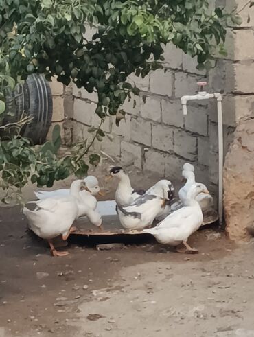 Ördəklər: Məhsul: Ev quşları – ördəklər (qrup halında) Təsvir: - Şəkillərdə — 3