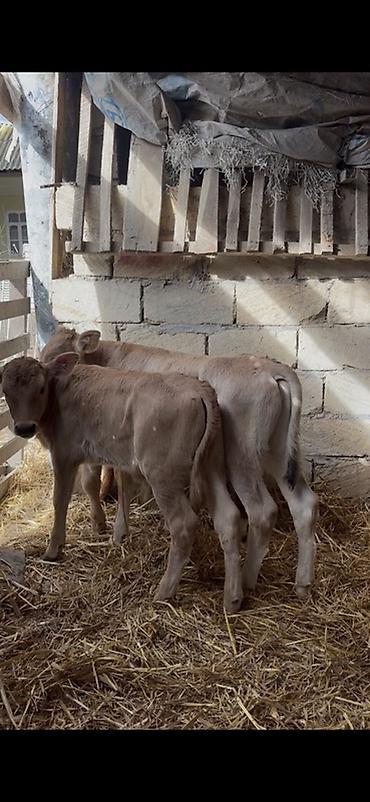 Dana, buzov: Satışda: dana balaları - Növ: yerli cins ətlik/südlük istiqamətə — 14