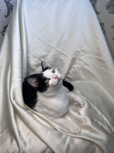 Продажа кошек: Беспородная, 9 месяцев, Мальчик, Биколор, Приучена к лотку, Проглистована, С документами — 10