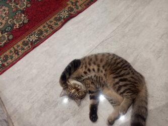 pişik cütleşdirme: Шотландская, Самка, В добрые руки, Самовывоз