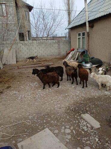 Козы, козлы: Продаю | Козлёнок | Для разведения at lalafo.kg — 10 Козы, козлы: Продаю | Козлёнок | Для разведения — 10