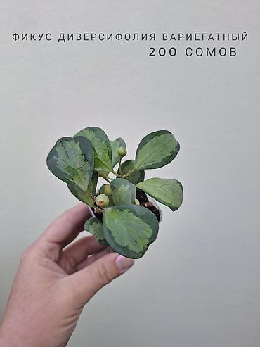 Комнатные растения: 🌿 В продаже фикусы разных сортов (детки/молодыерастения). 💚 Названия — 8