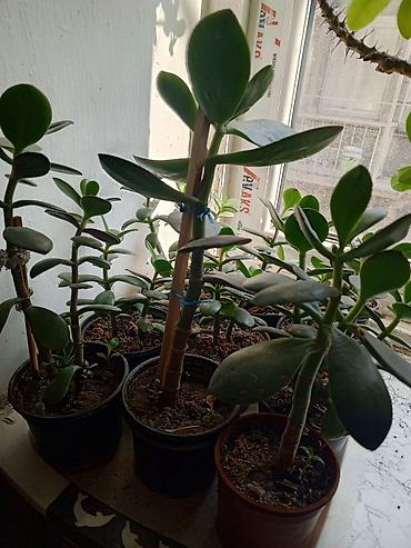 roza: Satılır: otaq bitkiləri dəsti 1) Spathiphyllum (Sülh zanbağı) - — 6