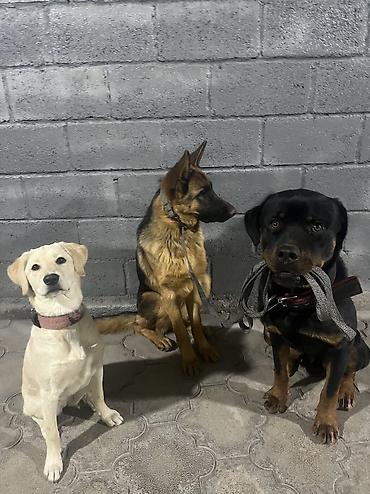 Продажа собак: 🐕 ДРЕССИРОВКА СОБАК | ПЕРЕДЕРЖКА + ОБУЧЕНИЕ 🐾 Опыт работы с собаками — 24