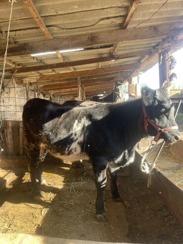 объявления о найденных животных: Продаю | Тёлка | Бельгийская