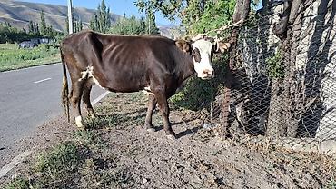 Коровы, быки: Продаю | Корова (самка) — 4