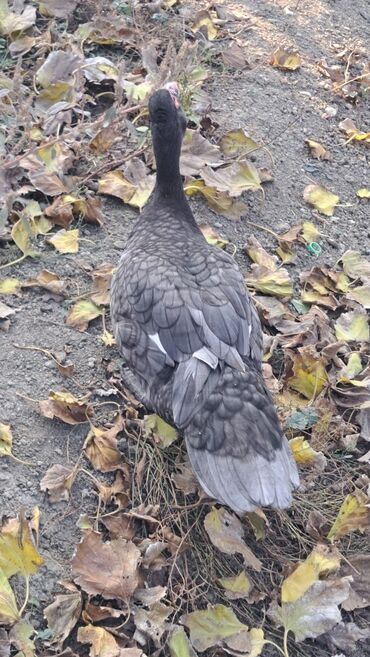 Ördəklər: Dişi, | Macar, Damazlıq, Pulsuz çatdırılma — 11