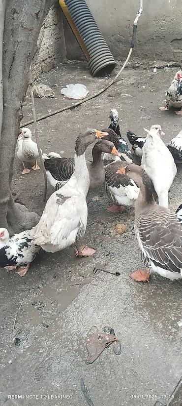 yerli qaz: Qaz ordey qaz 40 ordey 20 25 — 4