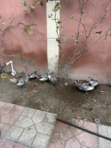 сколько стоит маленький котёнок: Курица, Для разведения