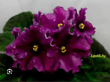 Фиалки и глоксинии: 🌱🌺🌱 Продаю сортовые ДЕТКИ стандартных, трейлерныхмини и полумини — 29