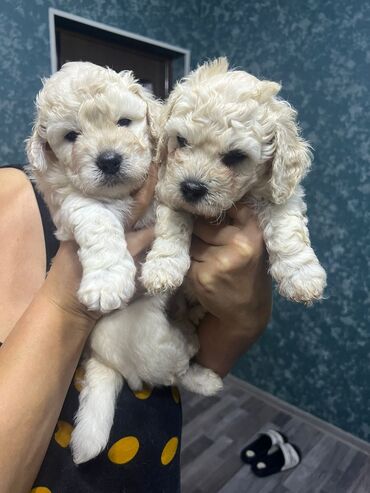 labrador satışı: Malta bolonka, 1 ay, Dişi