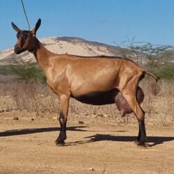 Keçi, çəpiş: Saanen/Anglo-Nubian tipli südlük keçi sürüsü - Fotoşəkillərdə görünən — 2