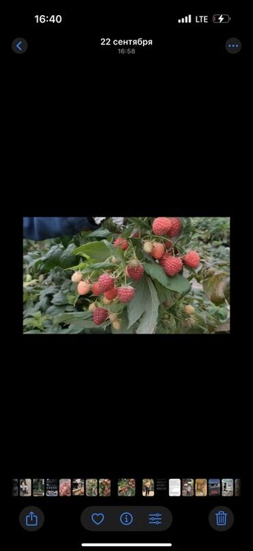 перегной в сокулуке: Малина