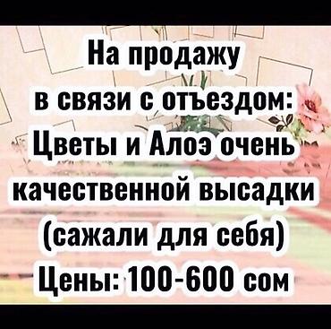 Алоэ: АЛОЭ Древовидные ("Столетники"). Возраст: от 3 лет и больше — 4