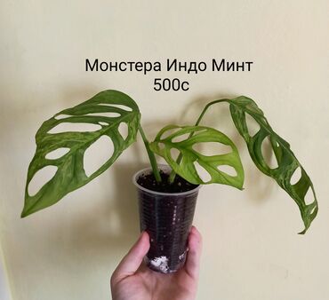 саженцы бишкек цена: Детки комнатных растений. Цены и названия на фото. Цены окончательные