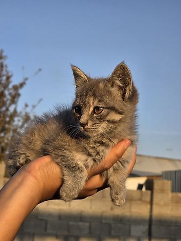 Мышыктар сатылат: Котята-шотландцы (скоттиш-фолд/страйт), помёт из нескольких малышей — 1