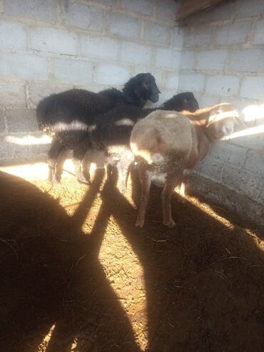 Баран, овца: Продаю | Баран (самец) | Эдильбаевская, Арашан | Для разведения — 6