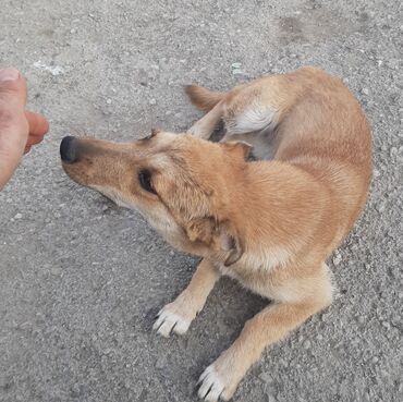 İtlər: Zvonok, 5 ay, Dişi, Cütləşmə üçün, Ünvandan götürmə