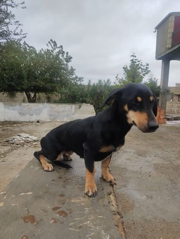 İtlər: Zvonok, 2 ay, Erkek — 12