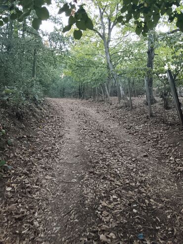 Prodaja zemljišta: 58 ares, Poljoprivredno zemljište, Vlasnik — 9