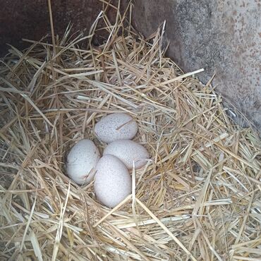 птица голуби: Яйцо индюшки для инкубации 100сом 
город Кара-Балта