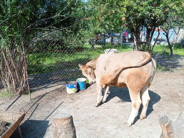 Dana, buzov: Məhsul: Dana (erkək) Təsvir: - Şəkillərdə görünən sağlam, ətlik — 7