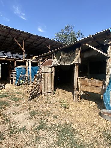 Продажа коттеджей и домов: Продаётся жилой дом с двором и сараем. Характеристики: - одноэтажный — 11