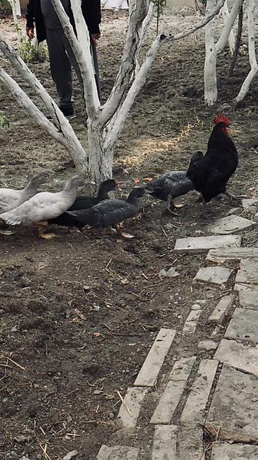 lal ordek balasi: Muscovy ördək balaları (barbariska) – təsərrüfatda böyüdülmüş, aktiv — 6