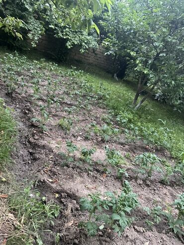 Torpaq sahələrinin satışı: Kənd təsərrüfatı, Kupça (Çıxarış) — 8