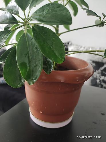 roza: Schefflera (zondar ağacı) – otaq bitkisi, terrakota rəngli plastik — 3