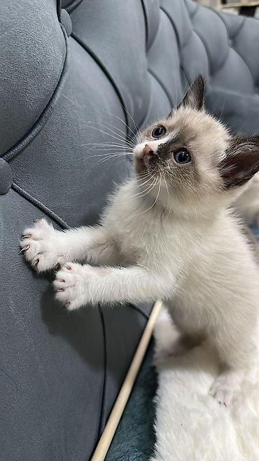 Pişiklər: Siam — 3