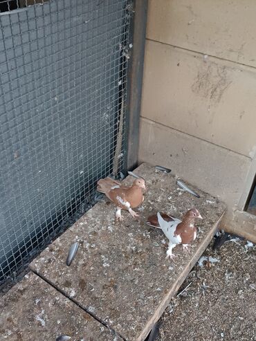 Göyərçinlər: Şəkillərin hamısına baxın. hər cinsdə quşlar satılır . qiymət biri — 20