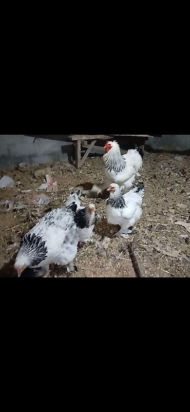 ordək balası və cucə: Toyuq, Brama, Damazlıq — 1