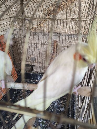 Tutuquşları: Sarı və ağ rənglərdə Korella tutuquşuları. Bu tutuquşuların başında — 11