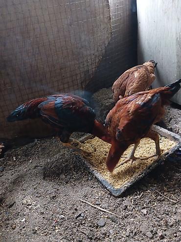 kənd toyuğu: Toyuq, Yumurtalıq — 5