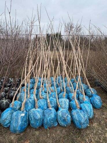 Ağaclar: Her növ ağaclar ve dekarativ ağaclar çox ucuz ve qarantili gubresiz — 36