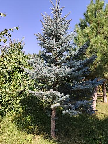 куплю конь: Хвойные и лиственные декоративные деревья для участка В наличии на — 3