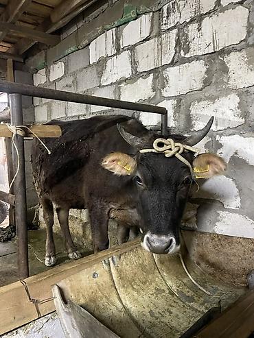 Коровы, быки: Продаю | Корова (самка) | Для молока | Привязанные at lalafo.kg — 3 Коровы, быки: Продаю | Корова (самка) | Для молока | Привязанные — 3