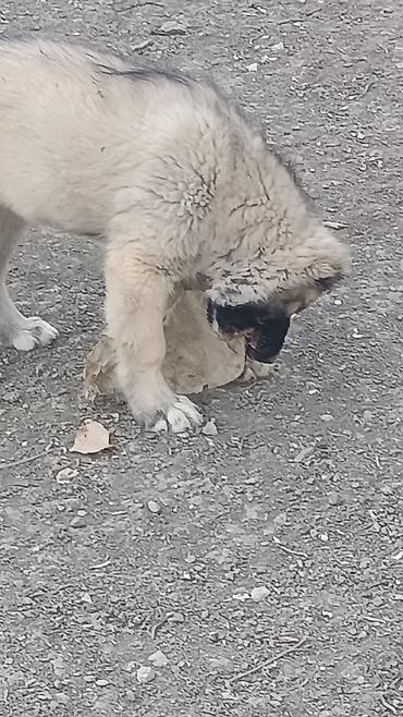 İtlər: Kanqal -da lalafo.az — 4 İtlər: Kanqal — 4