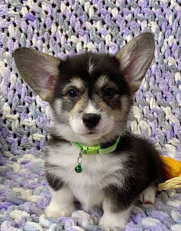 İtlər: Korgi, 2 ay, Erkek, Sənədli, Pulsuz çatdırılma — 24