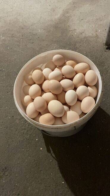 Куры, петухи: Куплю яйца инкубационные куриные .(Только от не дорогих и не