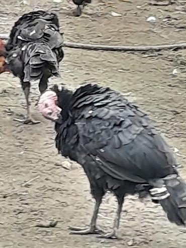 cuce ve xoruz: Məhsul: Hind toyuqları (qara və ağ rəngli) Təsvir: - Təmiz cinsli ev — 5
