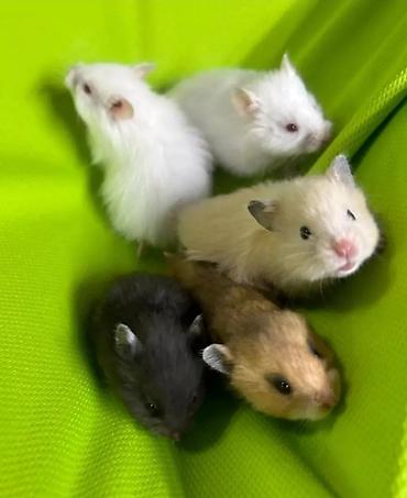 аламан: Продаются хомячки сирийские, ангорские пушистые хомячки, джунгарские — 2