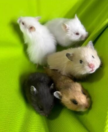 хомяк домашний купить: Продаются хомячки сирийские, ангорские пушистые хомячки, джунгарские