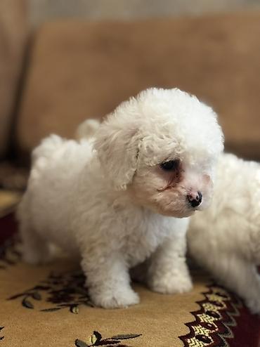 İtlər: Bişon Frize — 2