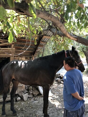 породистые козы: Сатам | Жылкы (эркек) | Ат спорту | Асыл тукумдуу