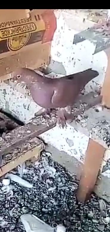 goyercin sekli cekmek: 3 dene lələk papisli oynaq balası 3 nun qiymeti 30 manatdı qiymətə — 3