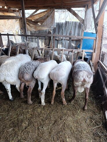 Баран, овца: Продаю | Овца (самка) | Для разведения | Матка — 5