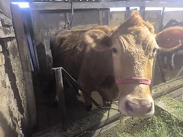 Коровы, быки: Продаю | Корова (самка) | Для разведения | Привязанные — 3