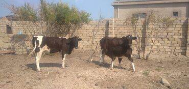 Çəngəllər: Dişi, il: 2, Südlük